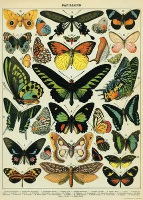  Butterflies  Poster