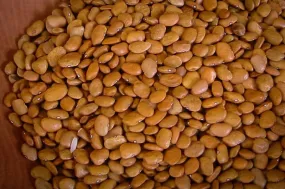 Tepary Bean (Brown Tepary)